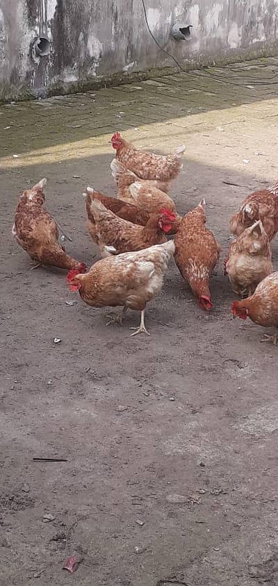 Lohman brown pure German breed beautiful healthy