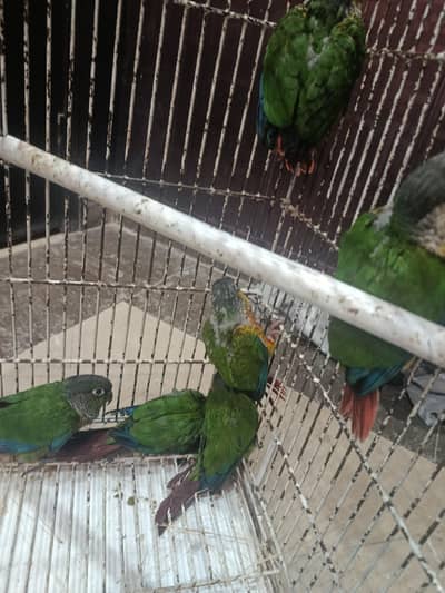 ONE MONTH PLUS  GREEN CHEEK CONURE CHICKS