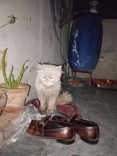 White Persian Cat