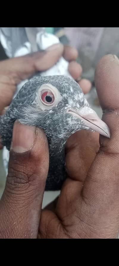 orignal imamdeen  jore ka bacha for sell