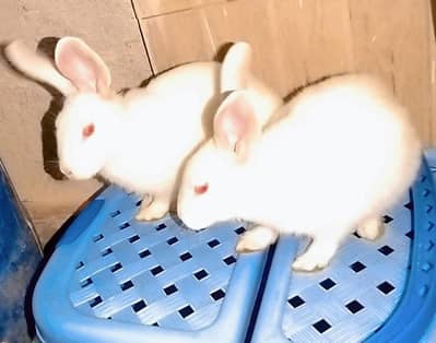 Rabbits white three  only