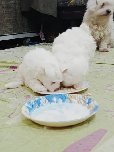 CUTE AMERICAN COTTON TOLLE PUPPIES