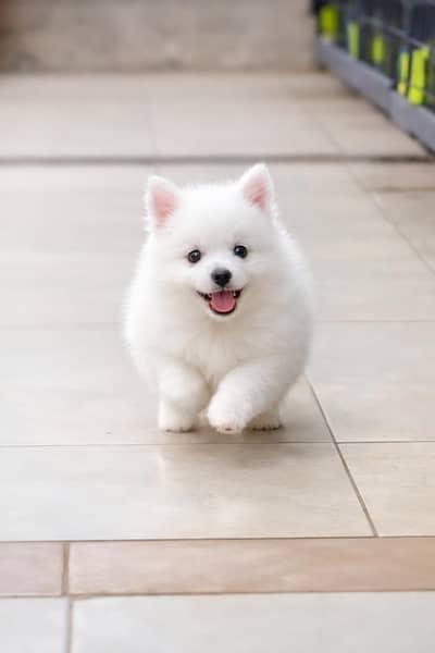 Russian puppy for sale WhatsApp number 0320.3792405