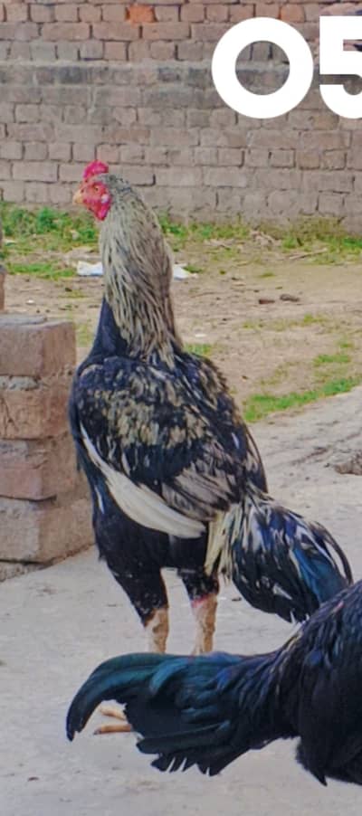 Jawa Patha Home Breed