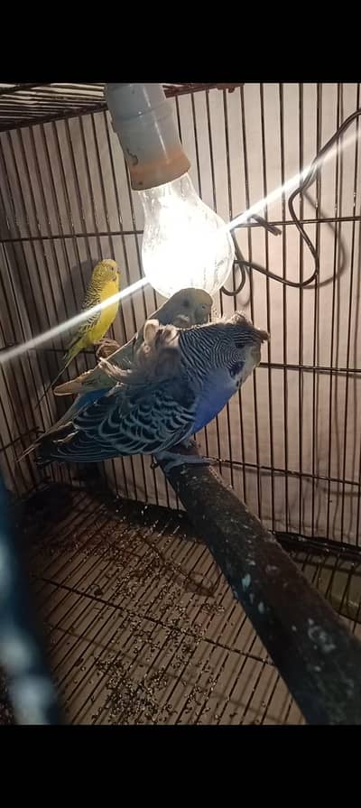 Budgies breeder pair available