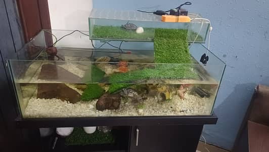 3 feet Turtle Tank