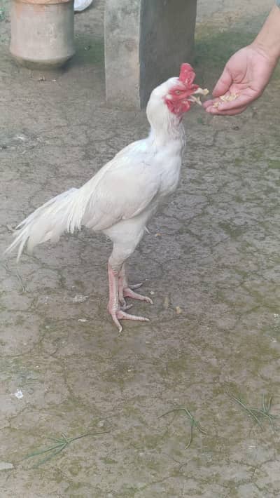 White heera topla male mianwali cross