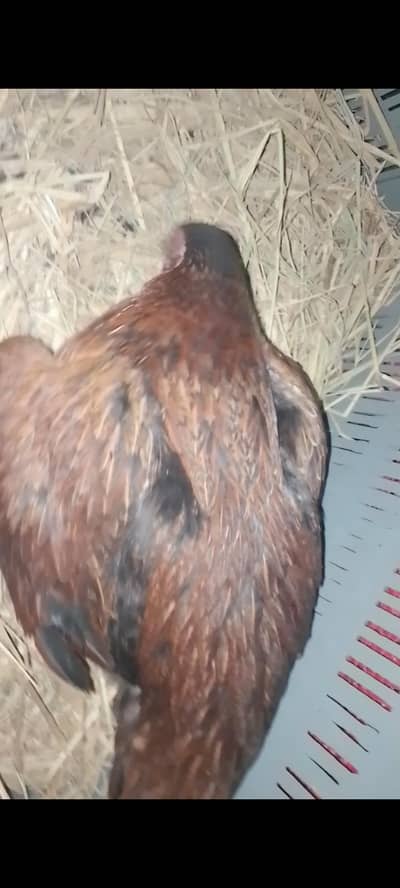 eggs|australorp heritage eggs|blue Australorp|kurak murgi| Kurak hen