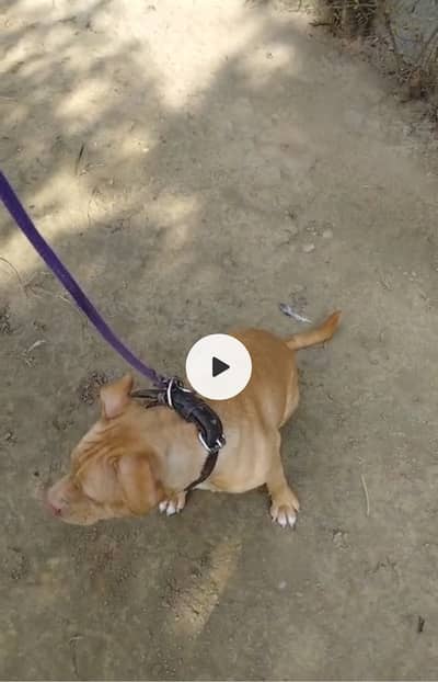 Pure Pitbull female rednose