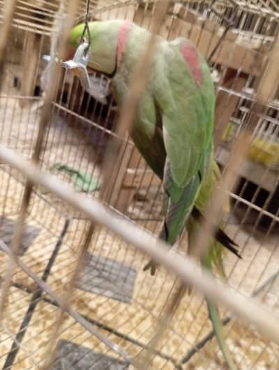 Kashmiri Raw parrot for sale
