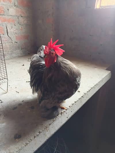 only two bentum male available for sale