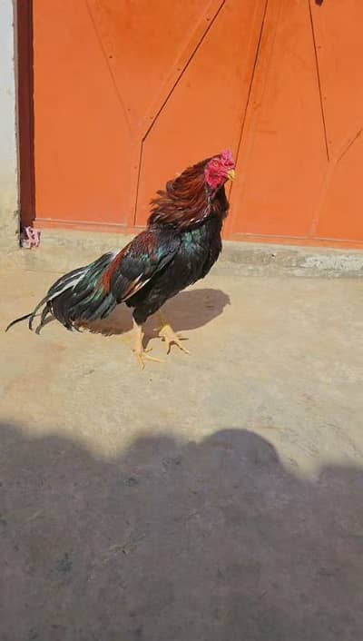 hubsurat long tail patha