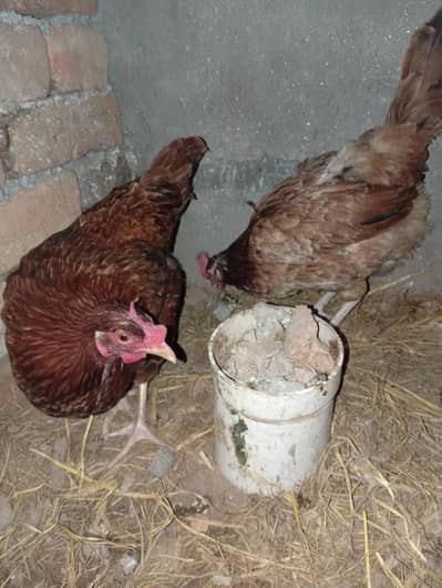 desi murghi for sale