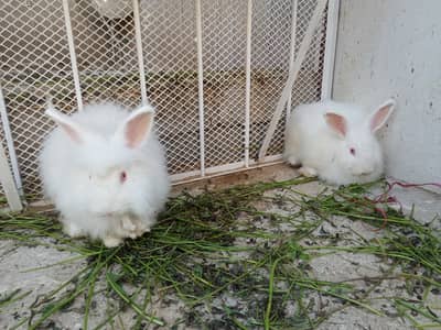 Angora English Rabbits Red eyes for sale