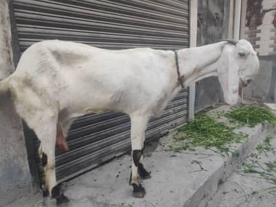 Bakri ranjanpuri. top quality 40 heigh 1.5 kg dhood time ka