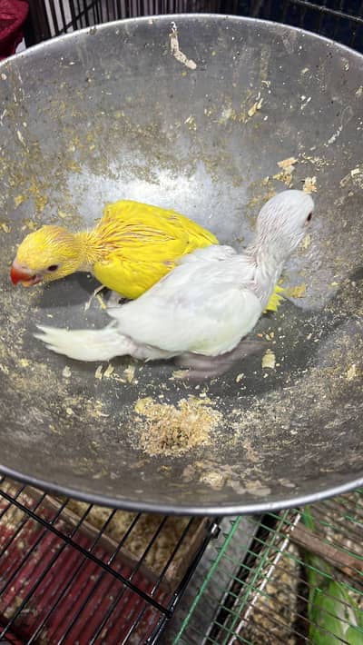 Yellow and white parrot chick healthy and active