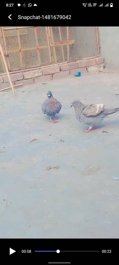 white bar breeder pair healthy and active