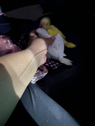 Yellow and white parrot for sale