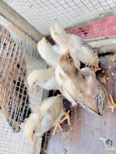 Pure Aseel Java Chicks