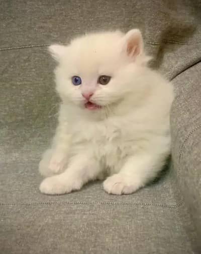 Persian kitten