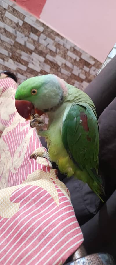pahadi parrot