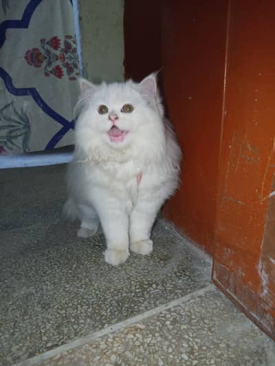 PERSIAN CAT KITTEN MALE TRIPLE COATED 03244201078