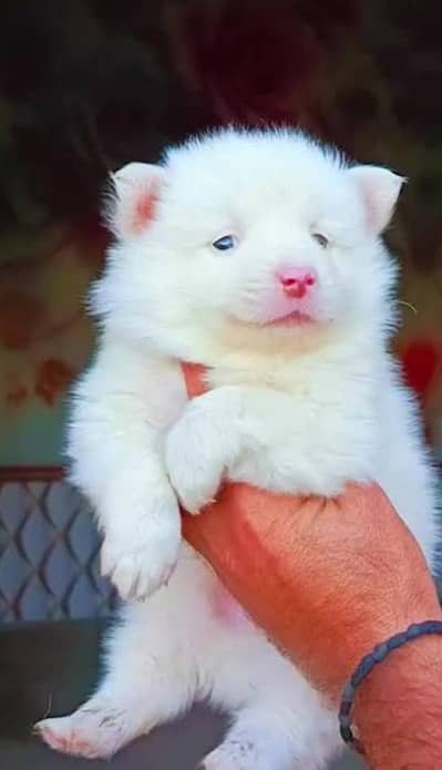 PURE HIGH QUALITY RUSSION PUPPY PAIR FOR SALE CONTACT 03167642838