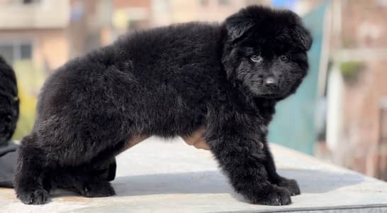 German shepherd females puppy