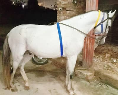 Beautiful Horse for Sale