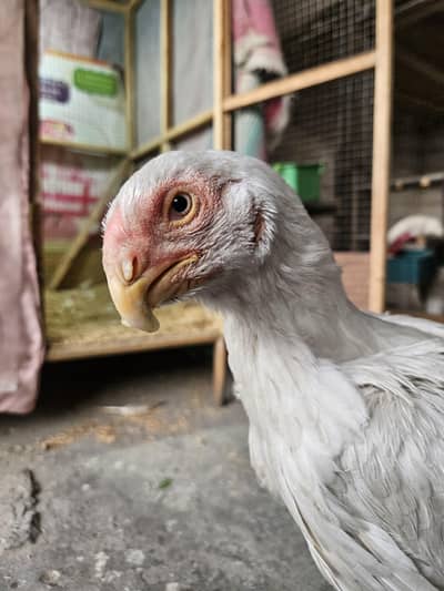 Parrot Beak Long Tail Aseel Female | 6 Months | Full Active