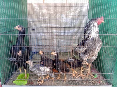 aseel pair with 4 chicks for sale