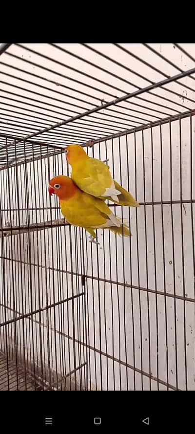 Yellow Fisheri split blue