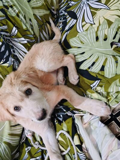 fully healthy golden retriever puppy