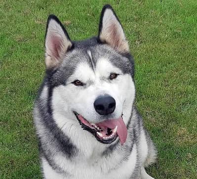 urgent sale husky