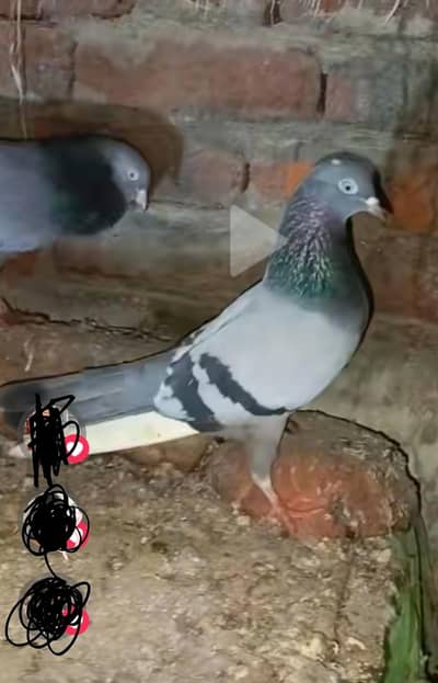 dabaz female bleeder