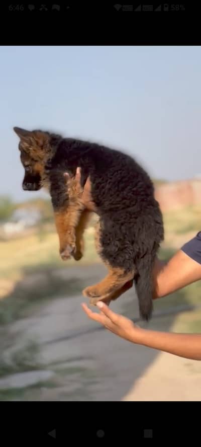 German Shepherd puppy | Long coat puppy | GSD | gsd puppy For Sale