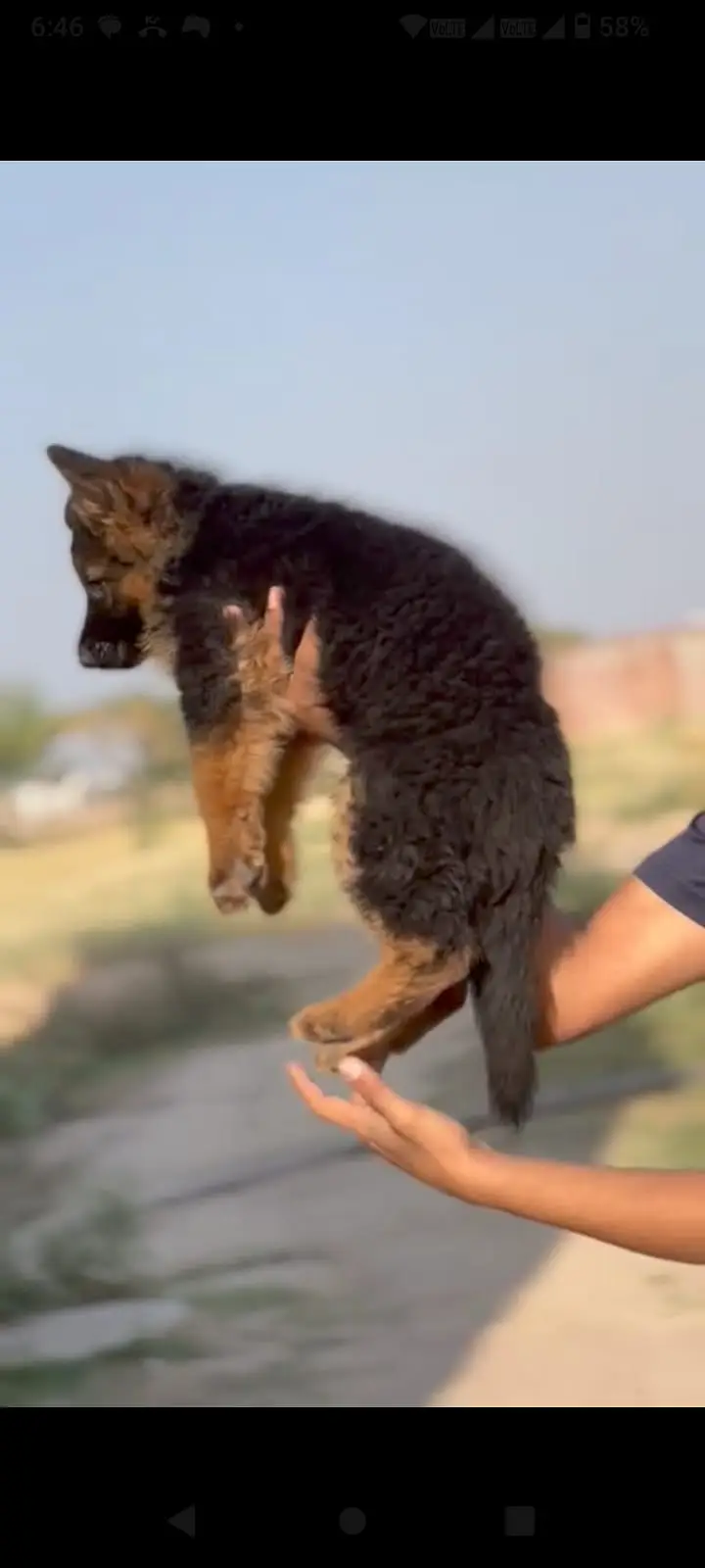 German Pupps | Long Coat German shepherd puppy| GSD Male Dogs / pupps
