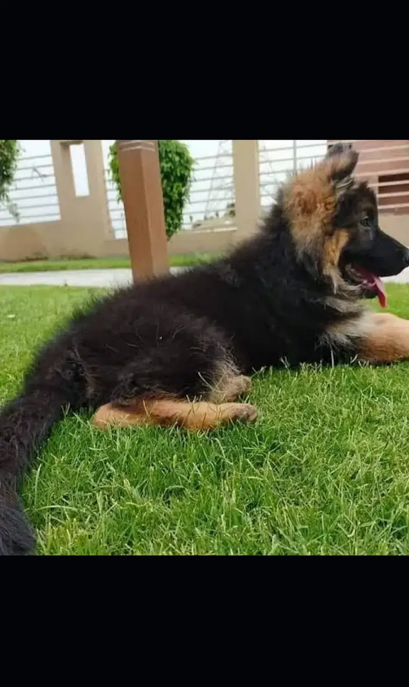 German Pupps | Long Coat German shepherd puppy| GSD Male Dogs / pupps — photo 3