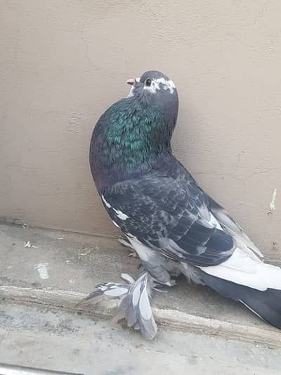 pouter pigeons in wah cantt 10H