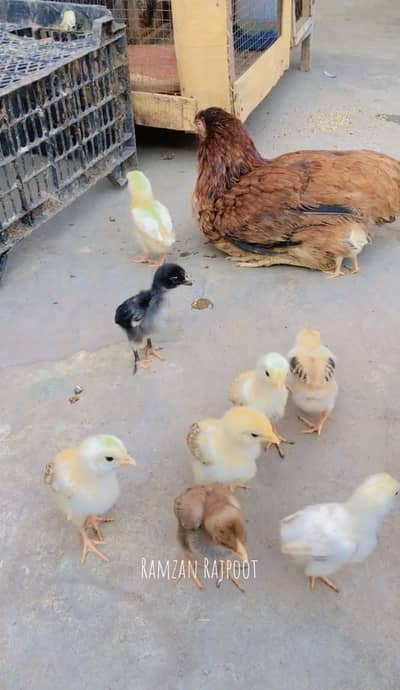 Pure Aseel Java Chicks & Mianwali Murgi