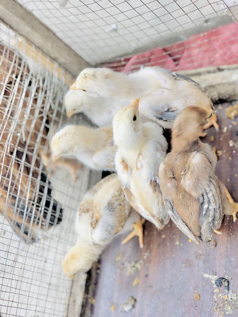 Pure Aseel Java Chicks & Mianwali Murgi 2