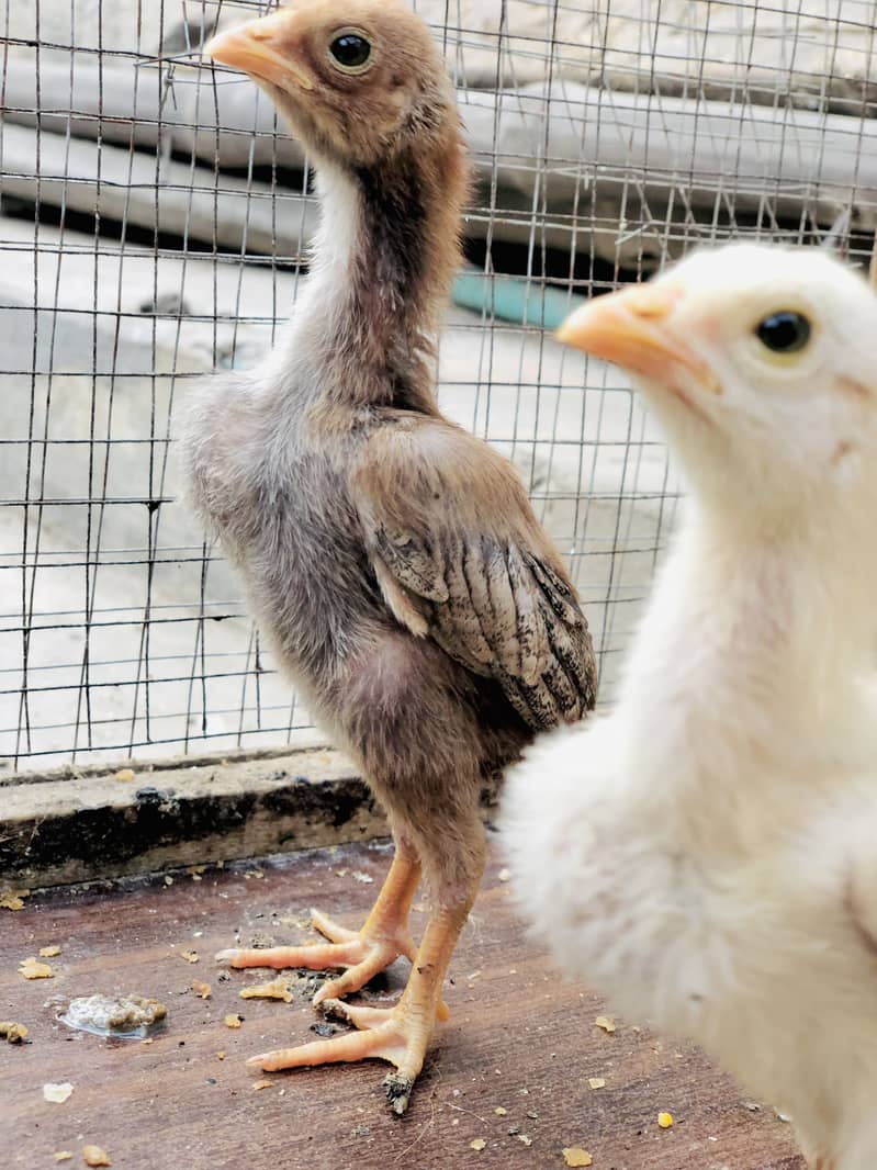 Pure Aseel Java Chicks & Mianwali Murgi 3