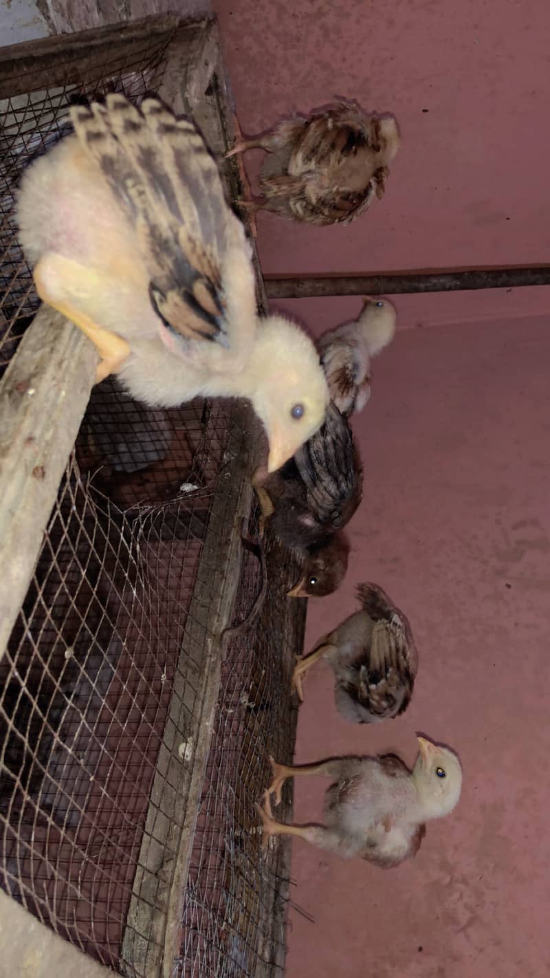 Pure Aseel Java Chicks & Mianwali Murgi 4