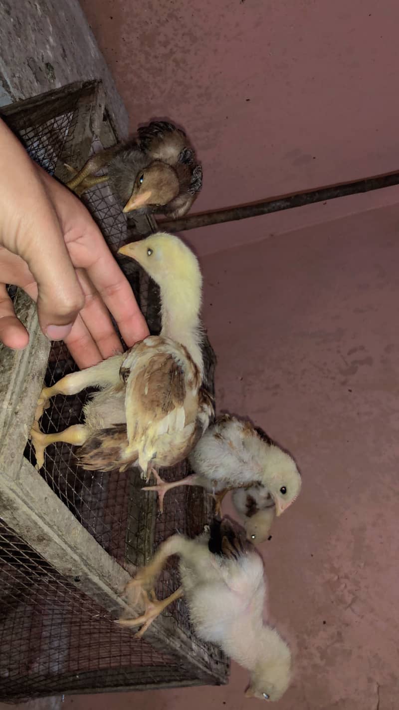 Pure Aseel Java Chicks & Mianwali Murgi 5