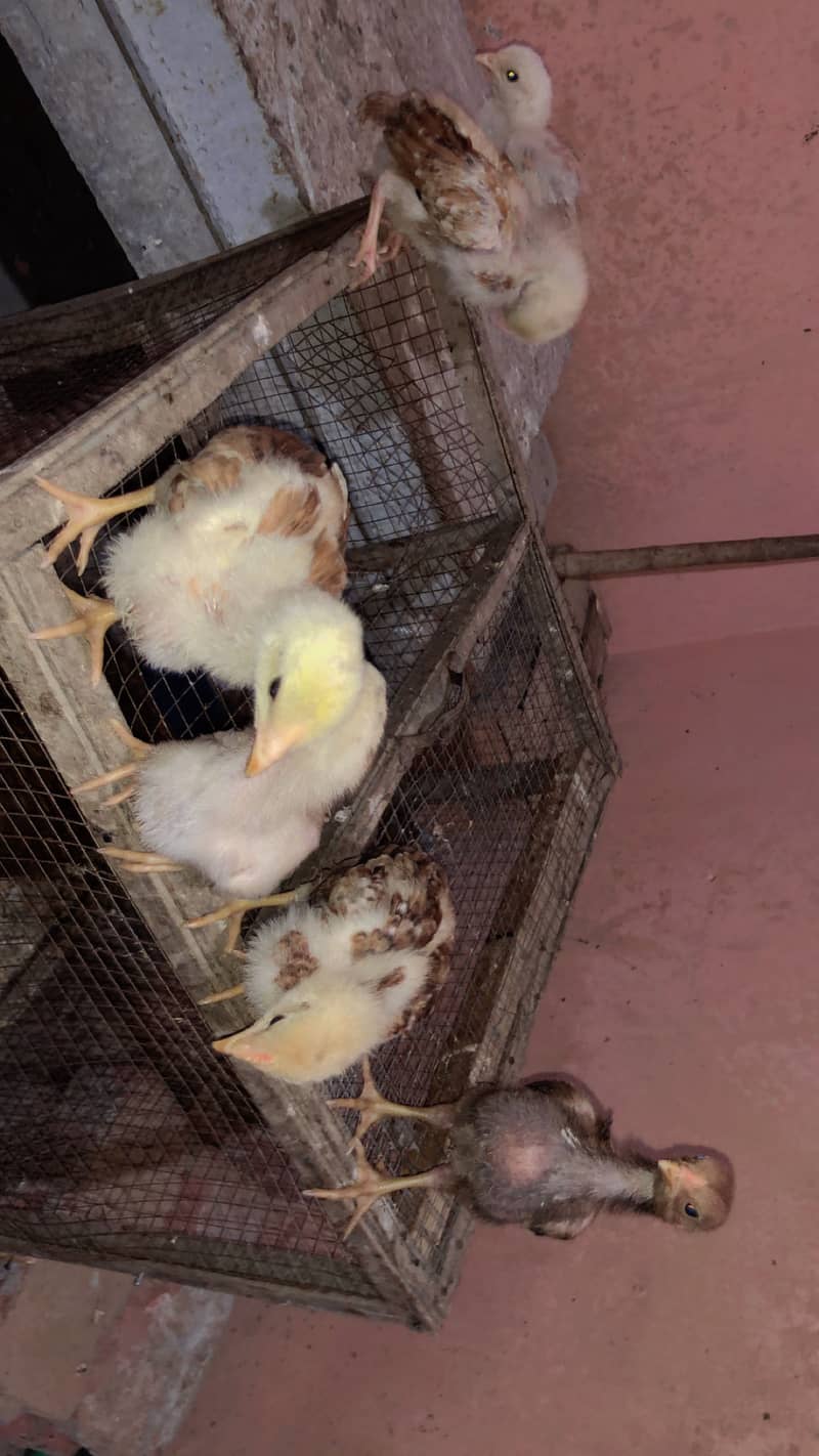 Pure Aseel Java Chicks & Mianwali Murgi 6