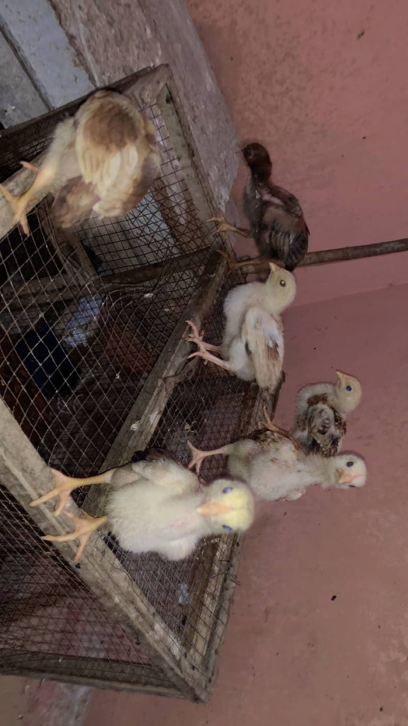 Pure Aseel Java Chicks & Mianwali Murgi 7
