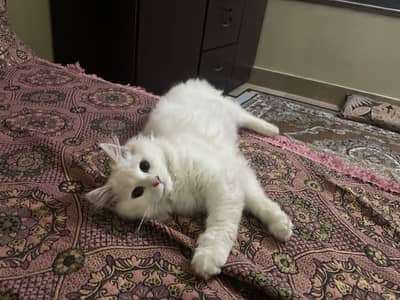 Persian cat