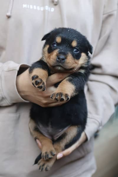 Female Rottweiler Puppies
