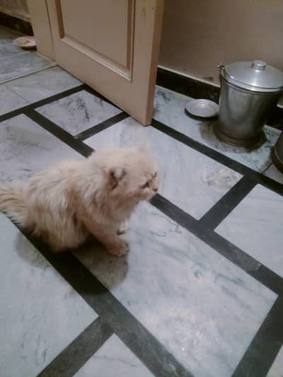 Persian cat with rare color half white or light grey
