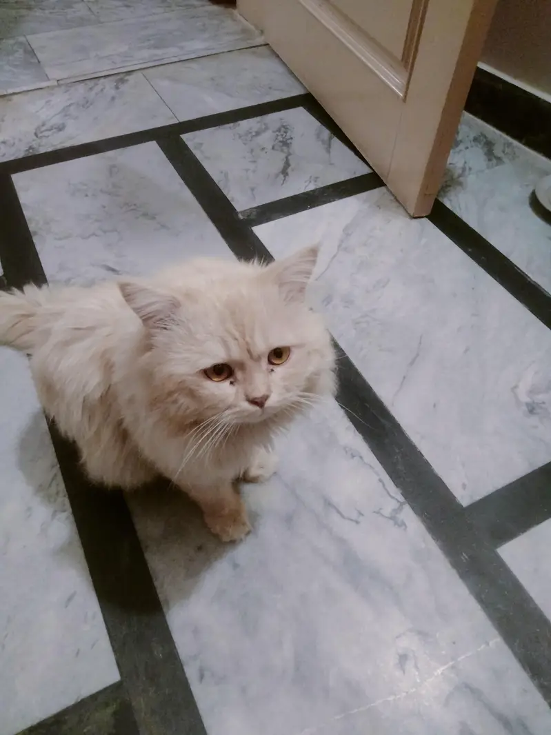 Persian cat with rare color half white or light grey — photo 2